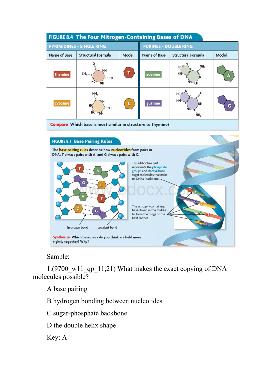 Alevelbiology讲义6Geneticcontrol.docx_第3页