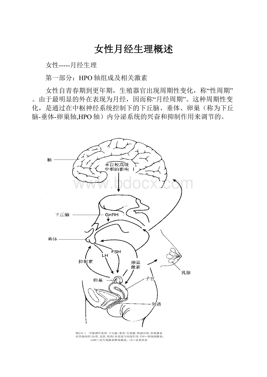 女性月经生理概述.docx_第1页