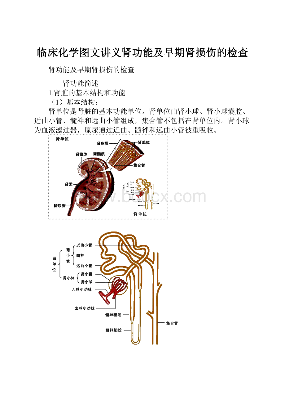 临床化学图文讲义肾功能及早期肾损伤的检查.docx_第1页