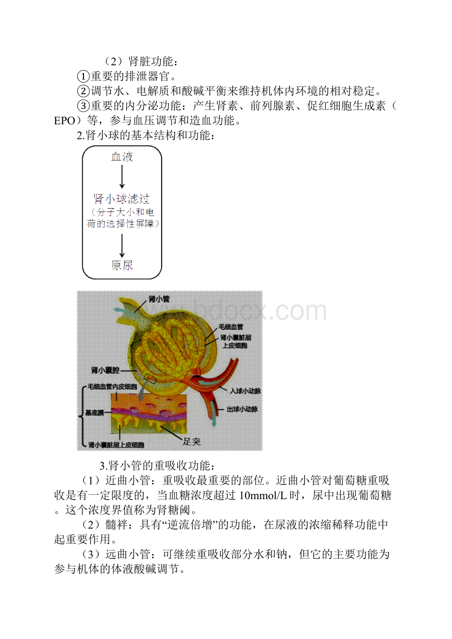 临床化学图文讲义肾功能及早期肾损伤的检查.docx_第2页