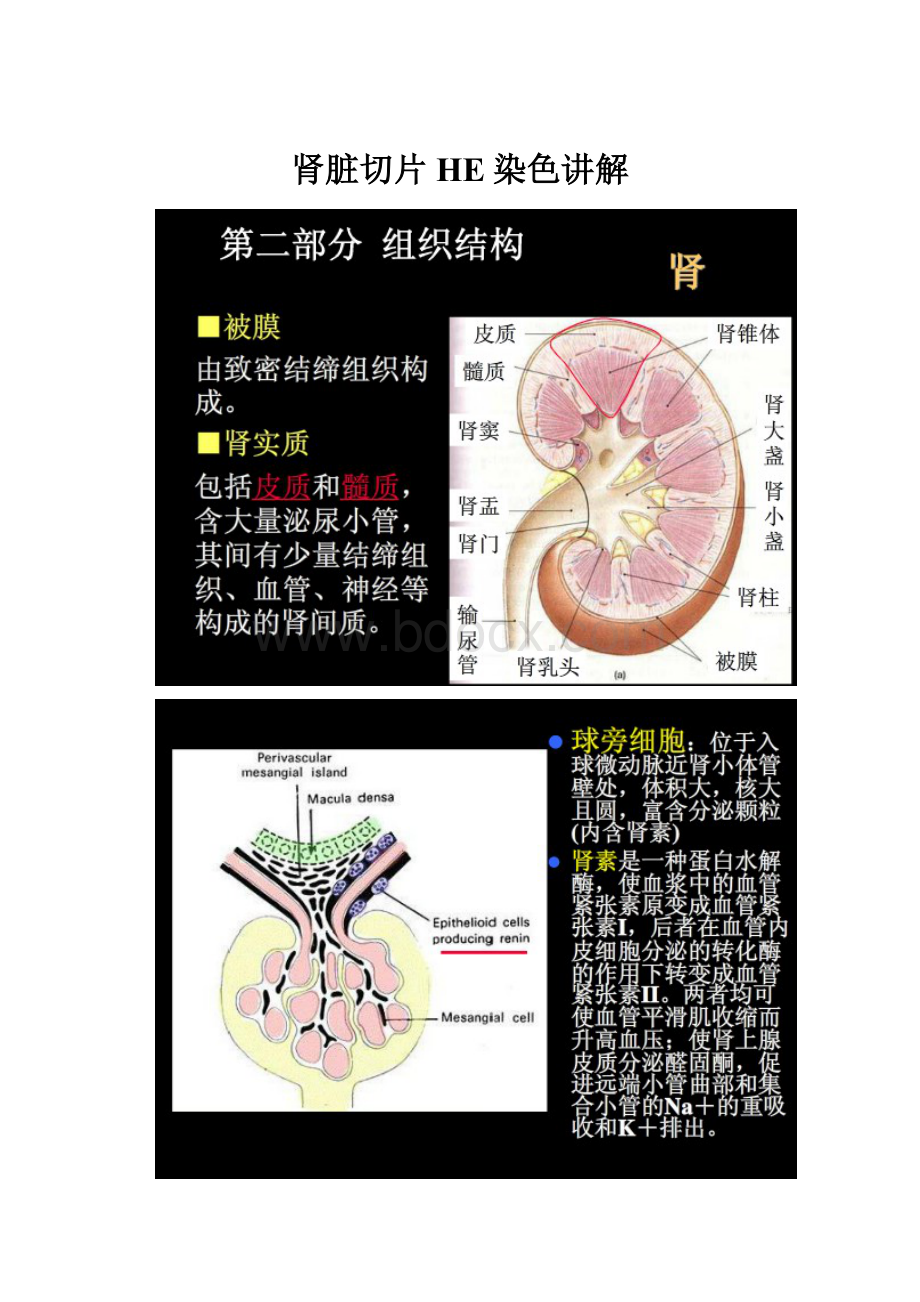 肾脏切片HE染色讲解.docx_第1页