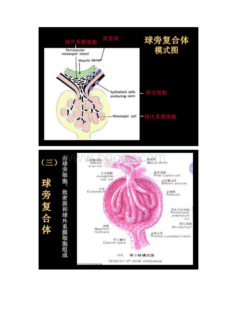 肾脏切片HE染色讲解.docx_第2页