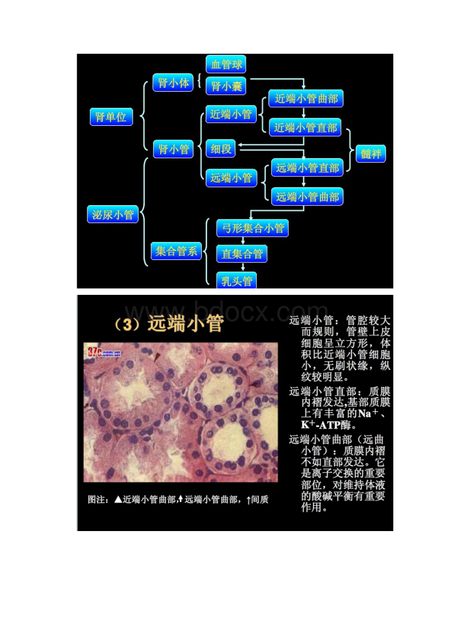 肾脏切片HE染色讲解.docx_第3页