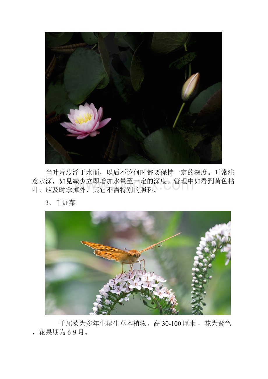 生态浮岛常见植物的培植要点解析.docx_第2页