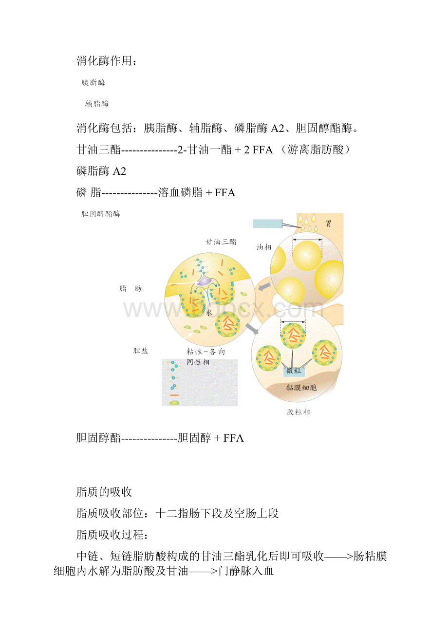 三大营养物质消化与吸收总结生理.docx_第3页