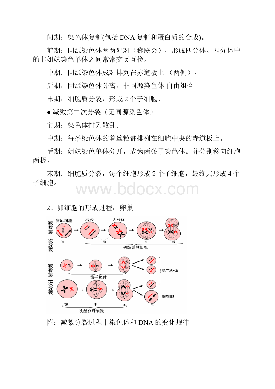 高中生物必修二知识点总结精华版汇编.docx_第2页