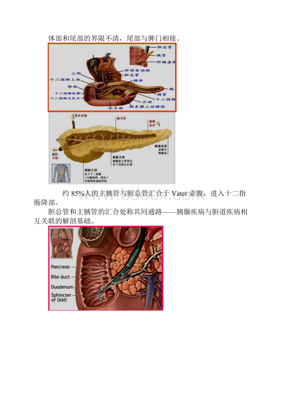 普外科主治医师考试专业知识与相关专业讲义1601.docx_第3页