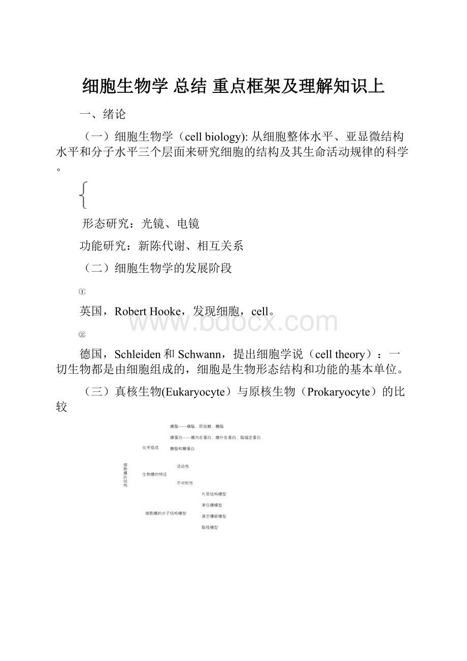 细胞生物学 总结 重点框架及理解知识上.docx