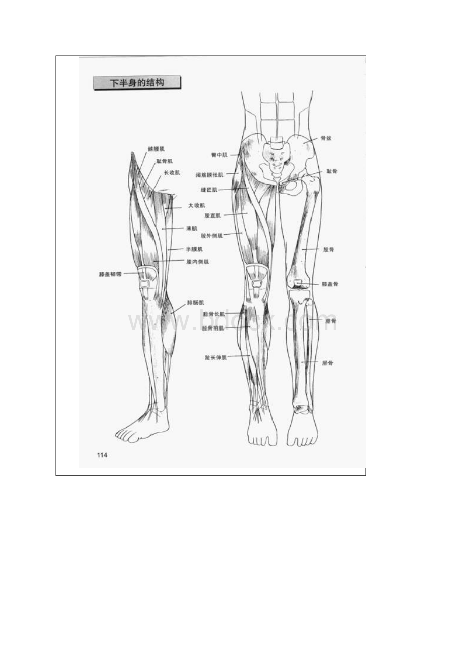 绘画教程 教程漫画人物身体结构动态全教学下身运动篇.docx_第2页