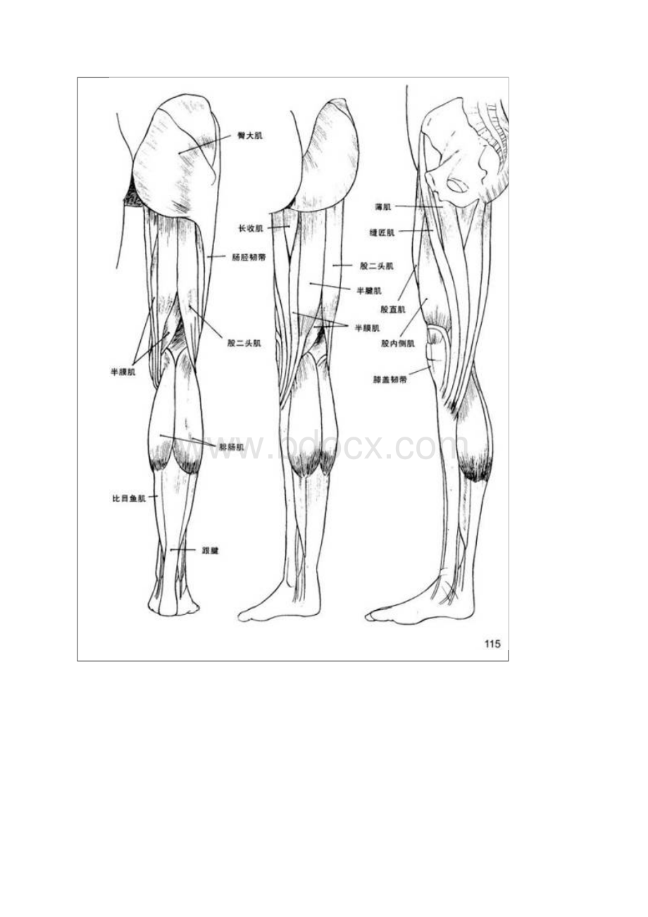 绘画教程 教程漫画人物身体结构动态全教学下身运动篇.docx_第3页