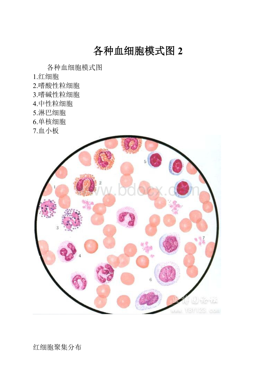 各种血细胞模式图 2.docx