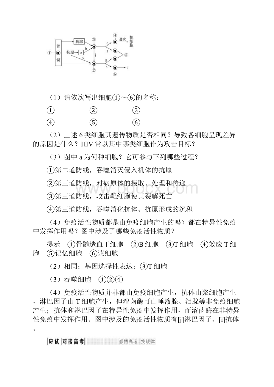 届 一轮复习人教版 免疫系统的组成及特异性免疫过程 教案.docx_第3页