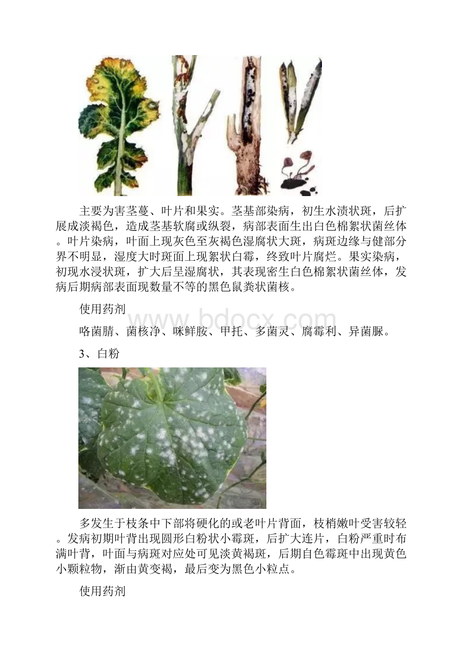 20中常见病害防治药剂.docx_第2页