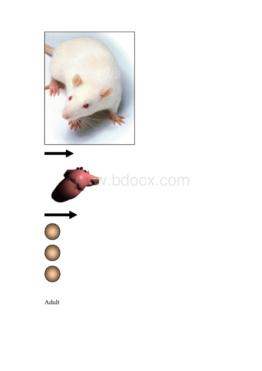 细胞工程动物组织和细胞的培养.docx_第2页