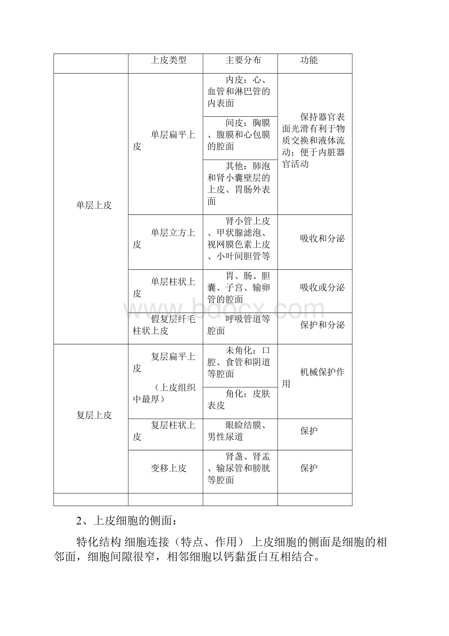 组织学与胚胎学速看.docx_第2页