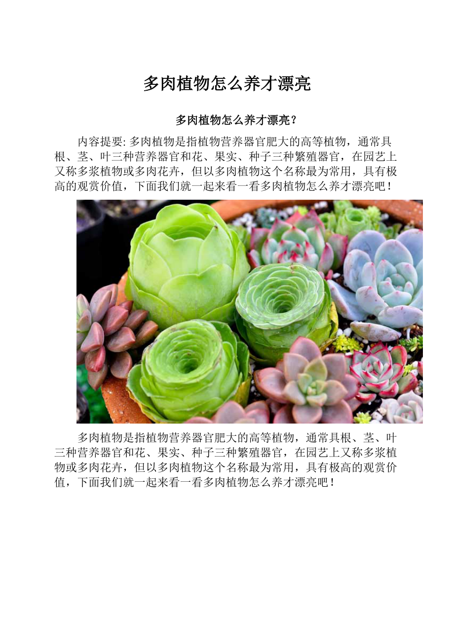 多肉植物怎么养才漂亮.docx