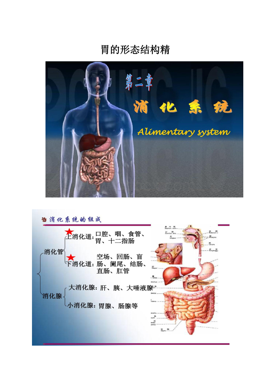 胃的形态结构精.docx