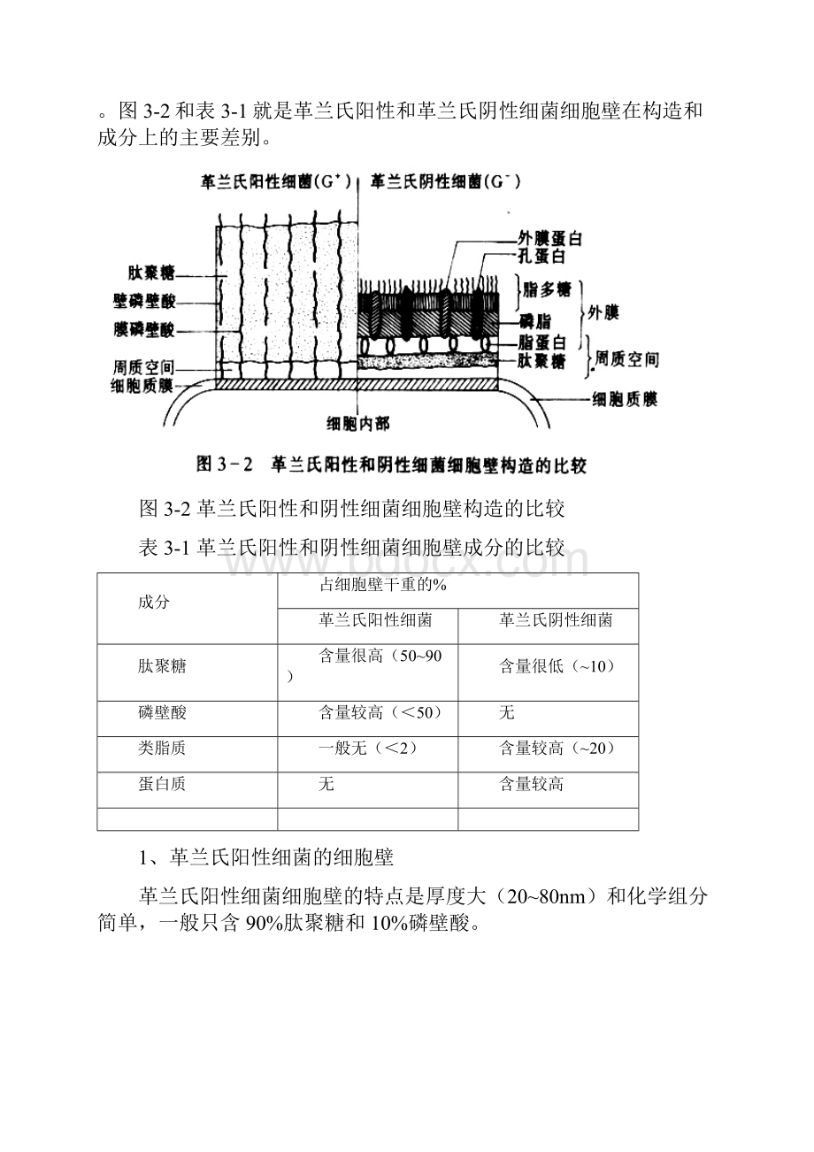 微生物学教案 第三章 微生物细胞的结构与功能.docx_第3页