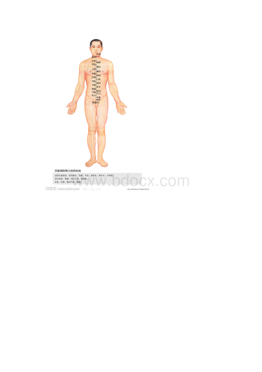 最新高清全身经络示范图.docx_第3页