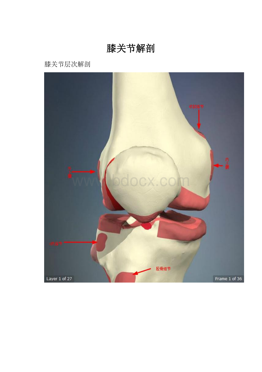 膝关节解剖.docx