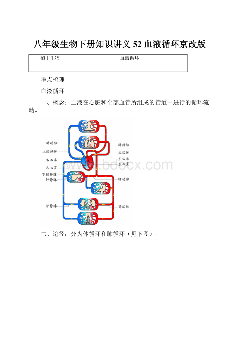 八年级生物下册知识讲义52血液循环京改版.docx