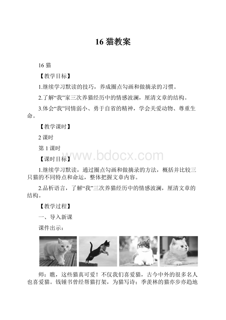 16 猫教案.docx_第1页