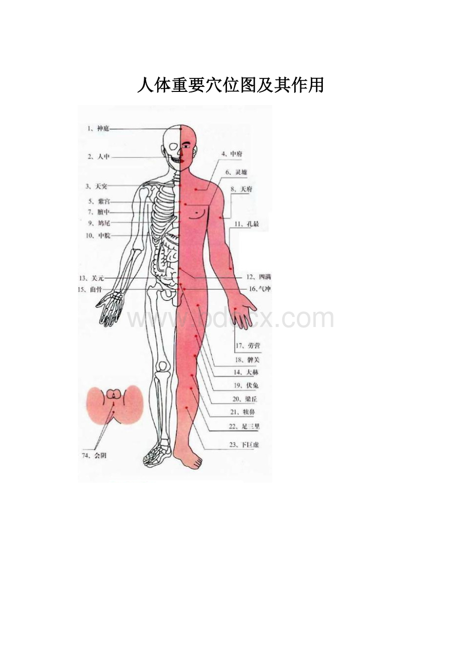 人体重要穴位图及其作用.docx_第1页