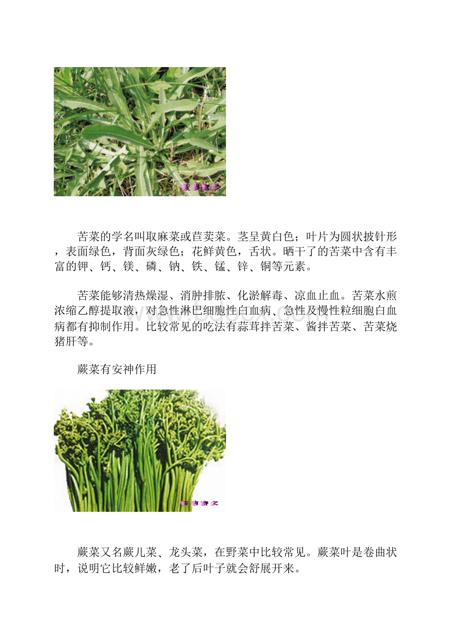 价值连城的十种野菜.docx_第2页