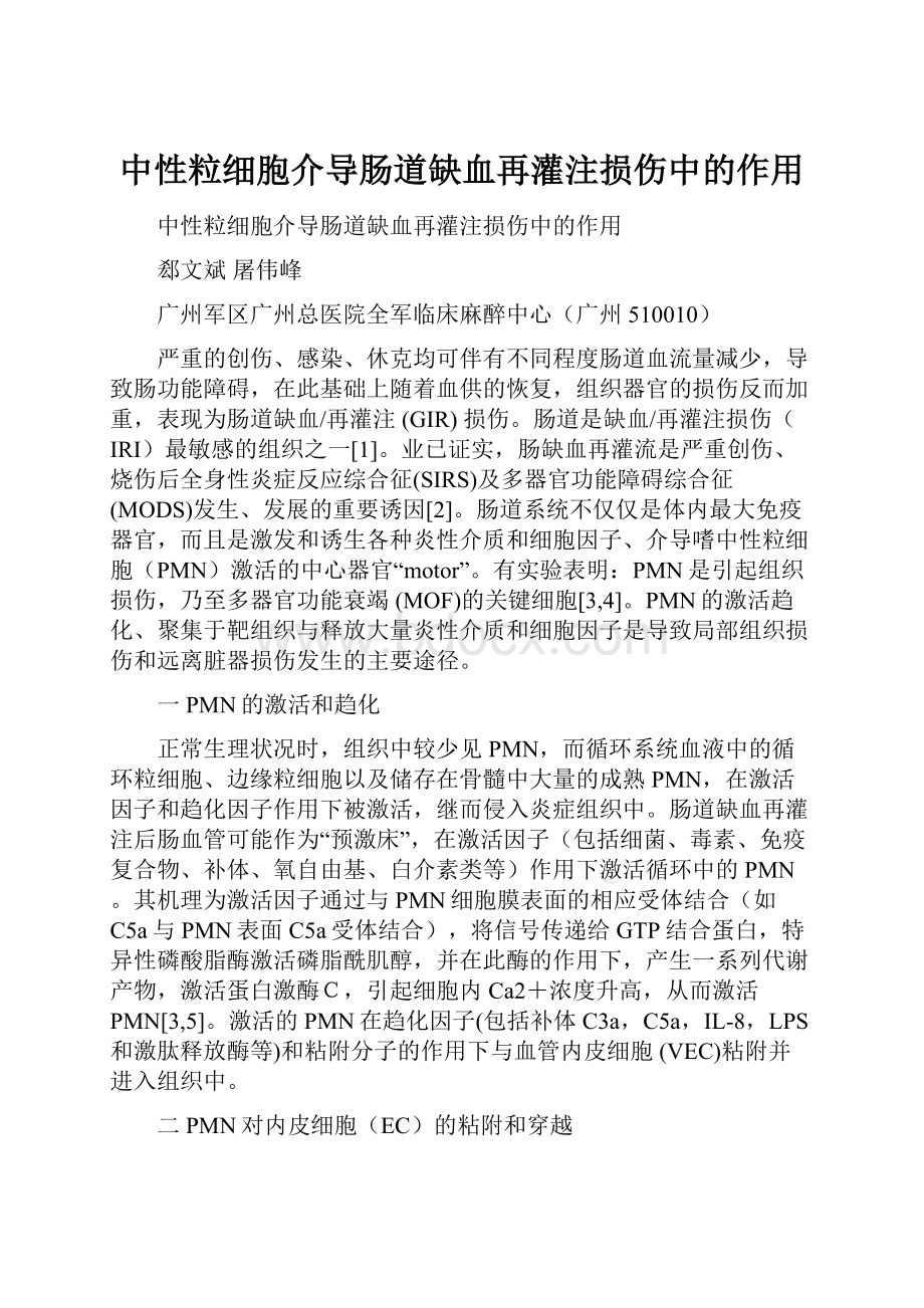 中性粒细胞介导肠道缺血再灌注损伤中的作用.docx_第1页