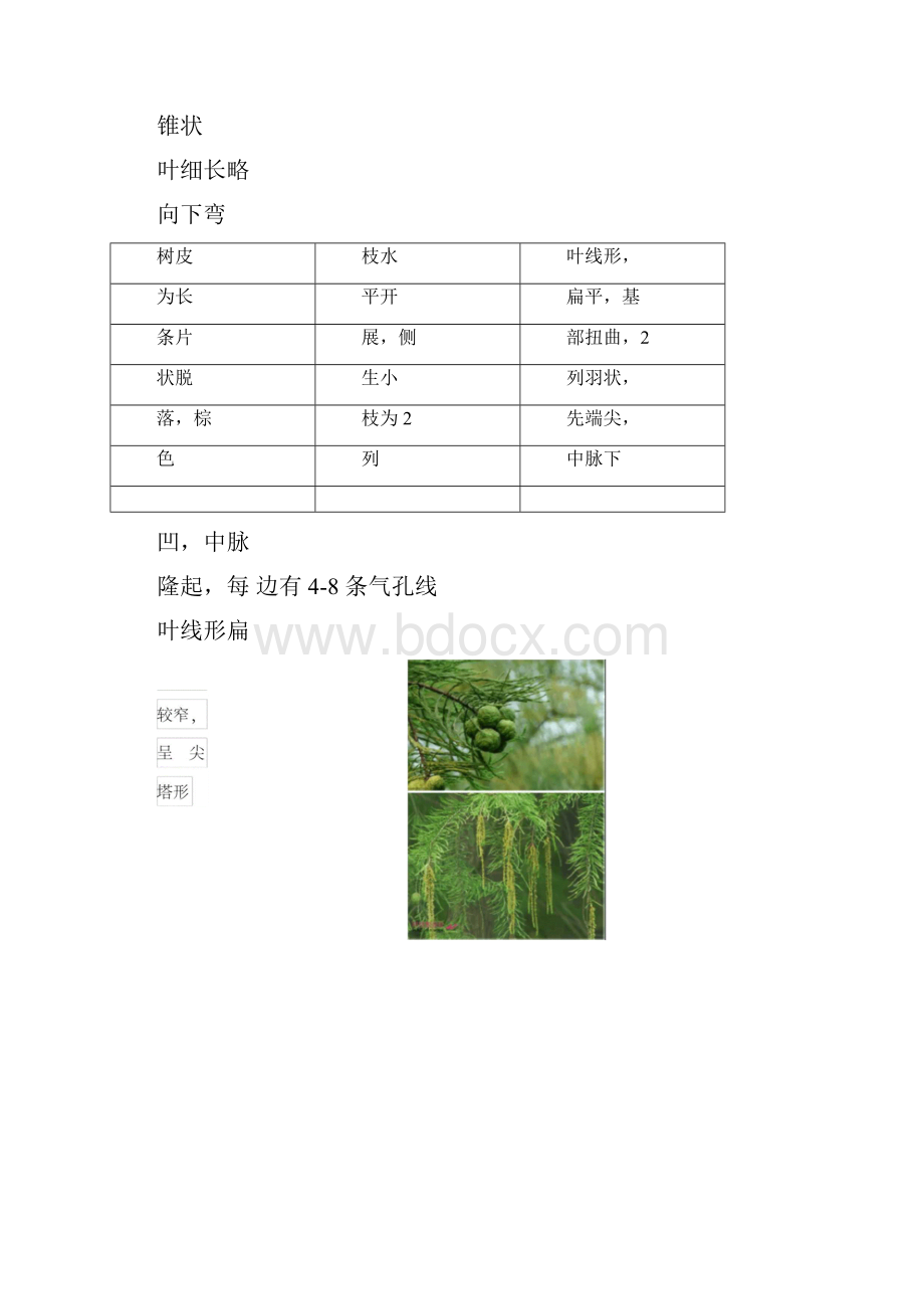 几种相近植物树种的区别.docx_第3页