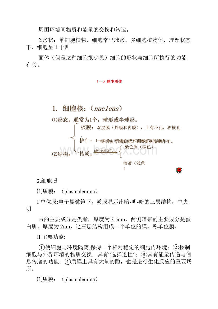 植物学知识点全册.docx_第2页