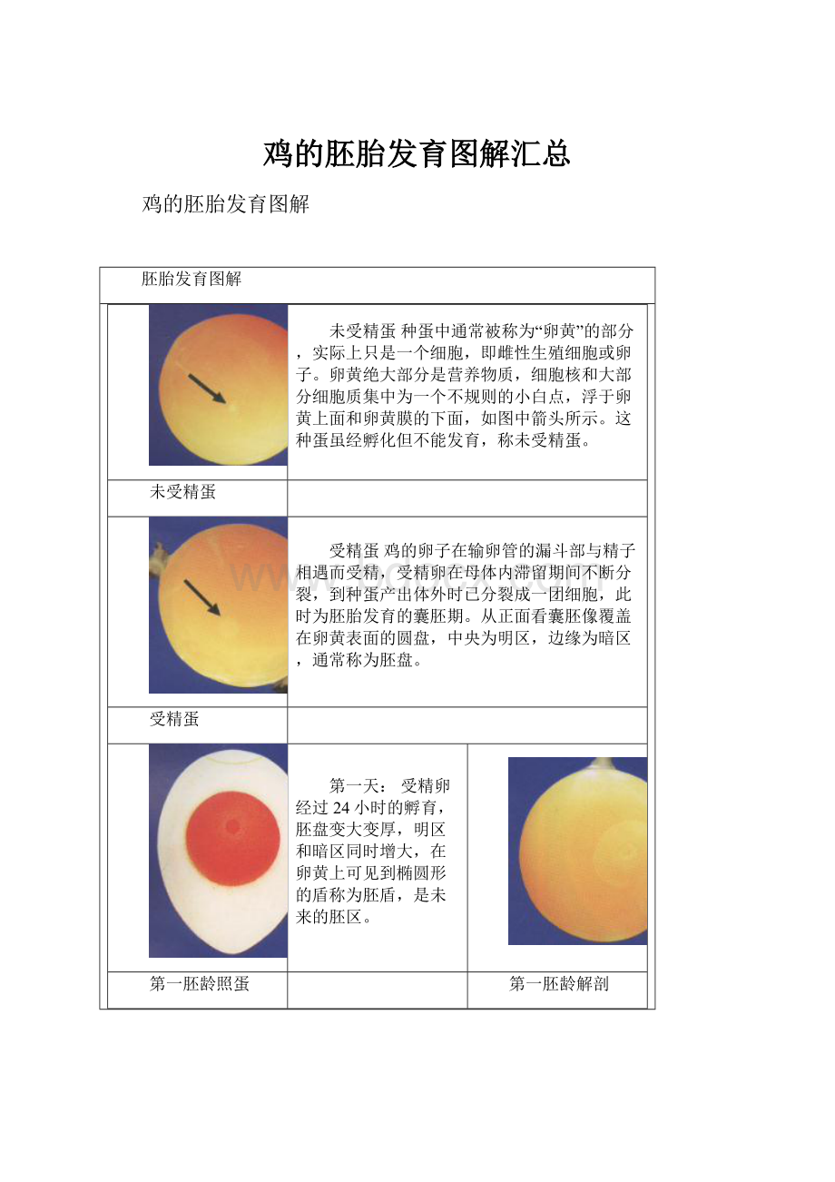 鸡的胚胎发育图解汇总.docx_第1页