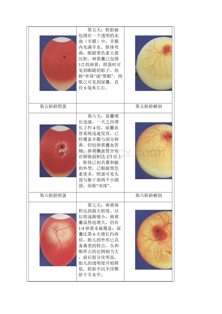 鸡的胚胎发育图解汇总.docx_第3页