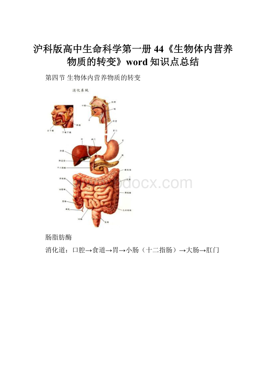 沪科版高中生命科学第一册44《生物体内营养物质的转变》word知识点总结.docx