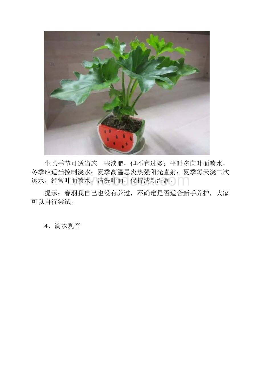 最适合宿舍养殖的25种绿植的养护方式.docx_第3页