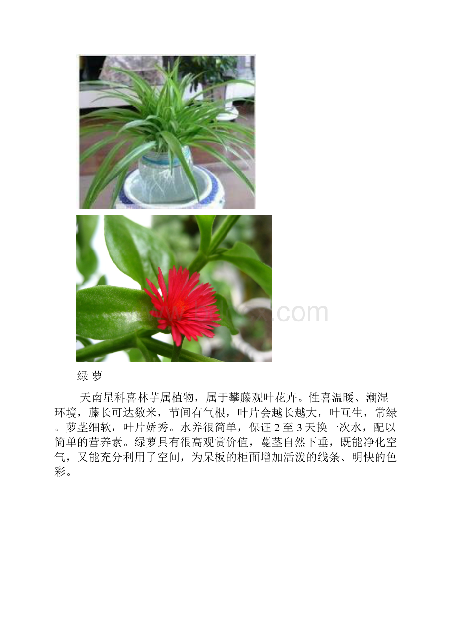 适合放在客厅的植物.docx_第2页