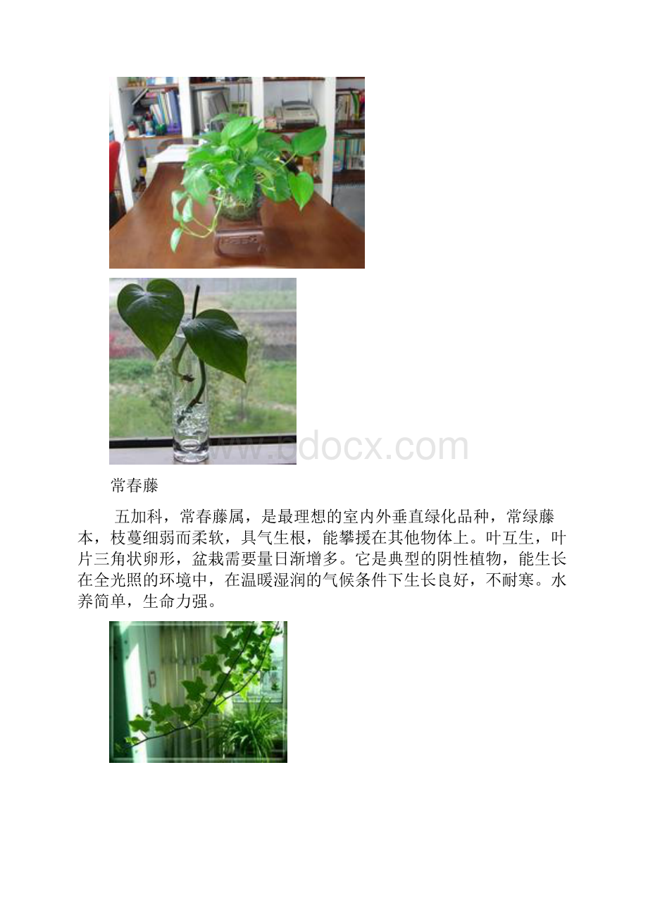 适合放在客厅的植物.docx_第3页