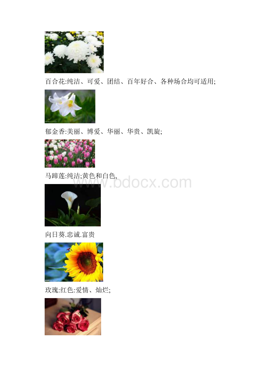 各类花的寓意及图片.docx_第2页