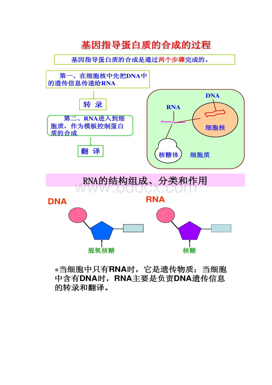 41基因指导蛋白质的合成讲课用精.docx_第2页