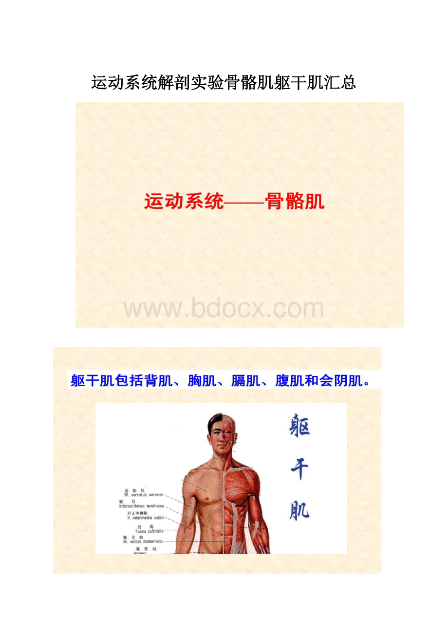 运动系统解剖实验骨骼肌躯干肌汇总.docx