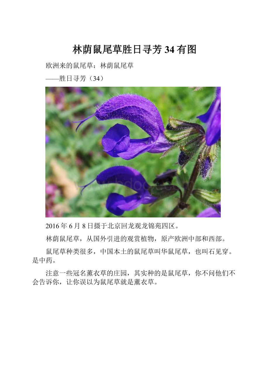 林荫鼠尾草胜日寻芳34有图.docx_第1页