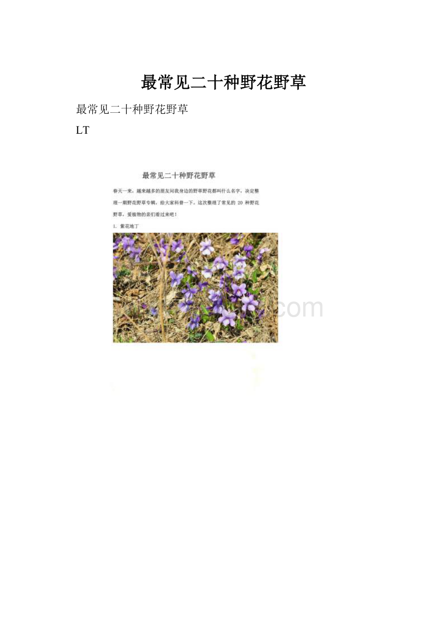 最常见二十种野花野草.docx_第1页