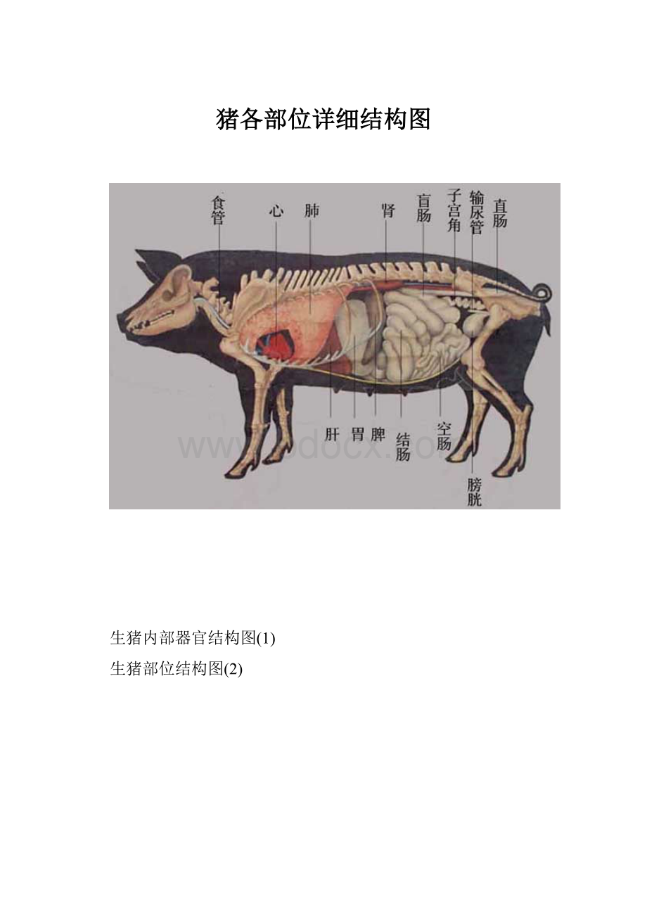 猪各部位详细结构图.docx