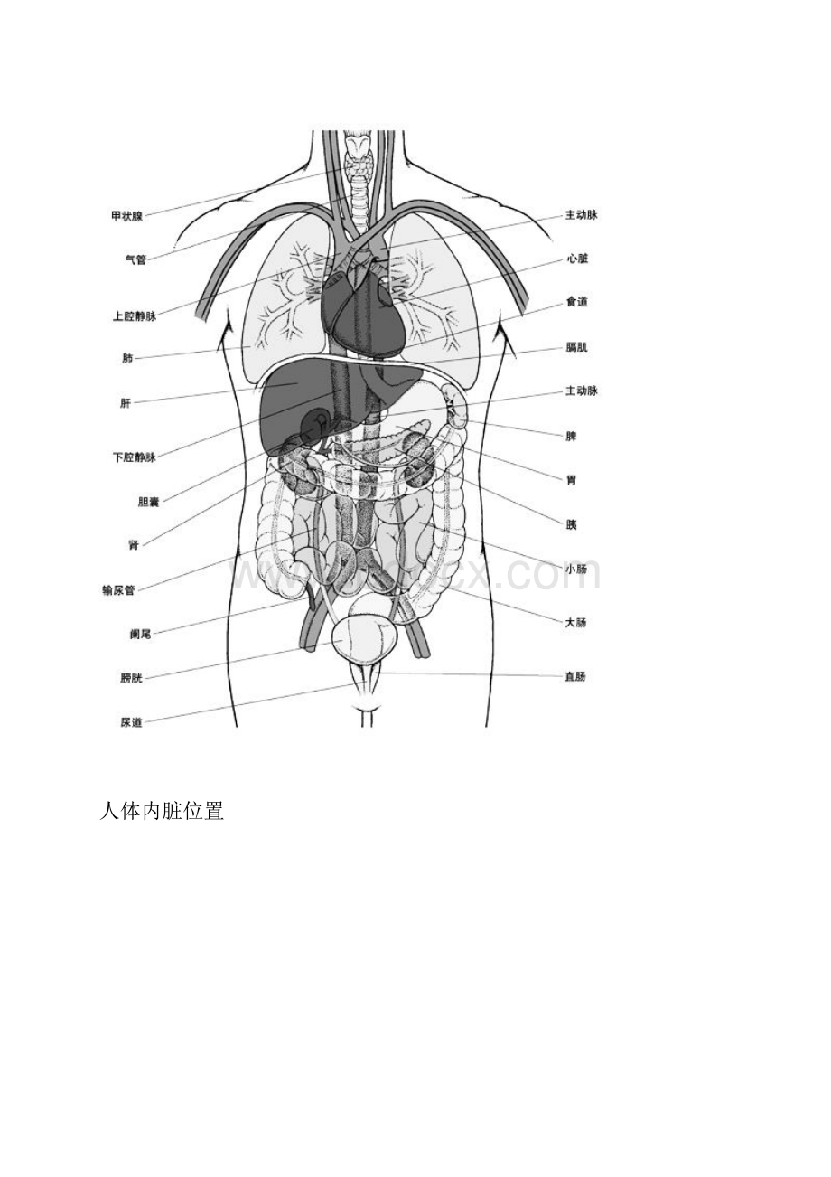 人体内脏分布图.docx_第2页