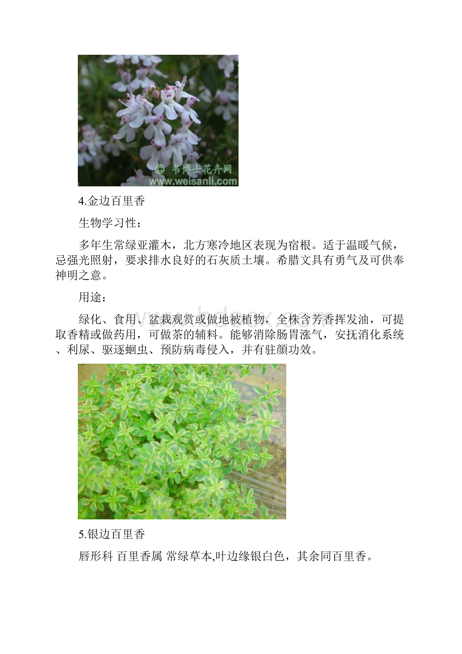 100种花境植物有解析和图片.docx_第3页