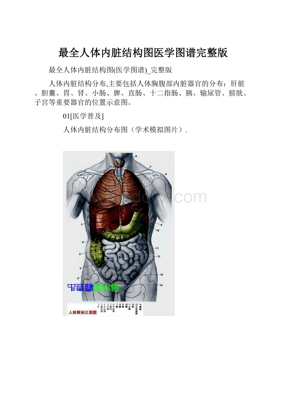 最全人体内脏结构图医学图谱完整版.docx