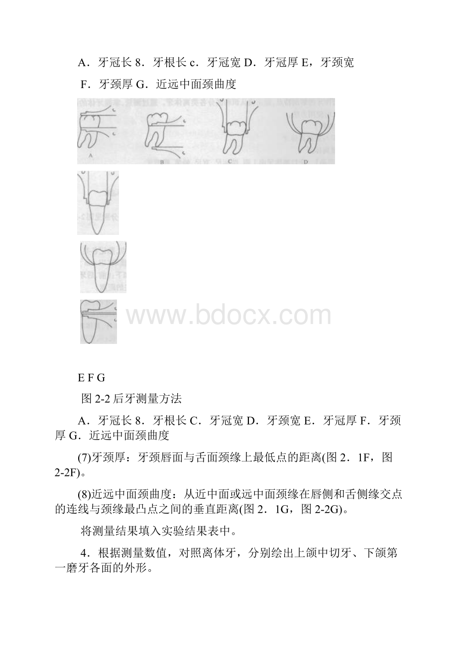 口腔解剖生理学实验指导.docx_第3页