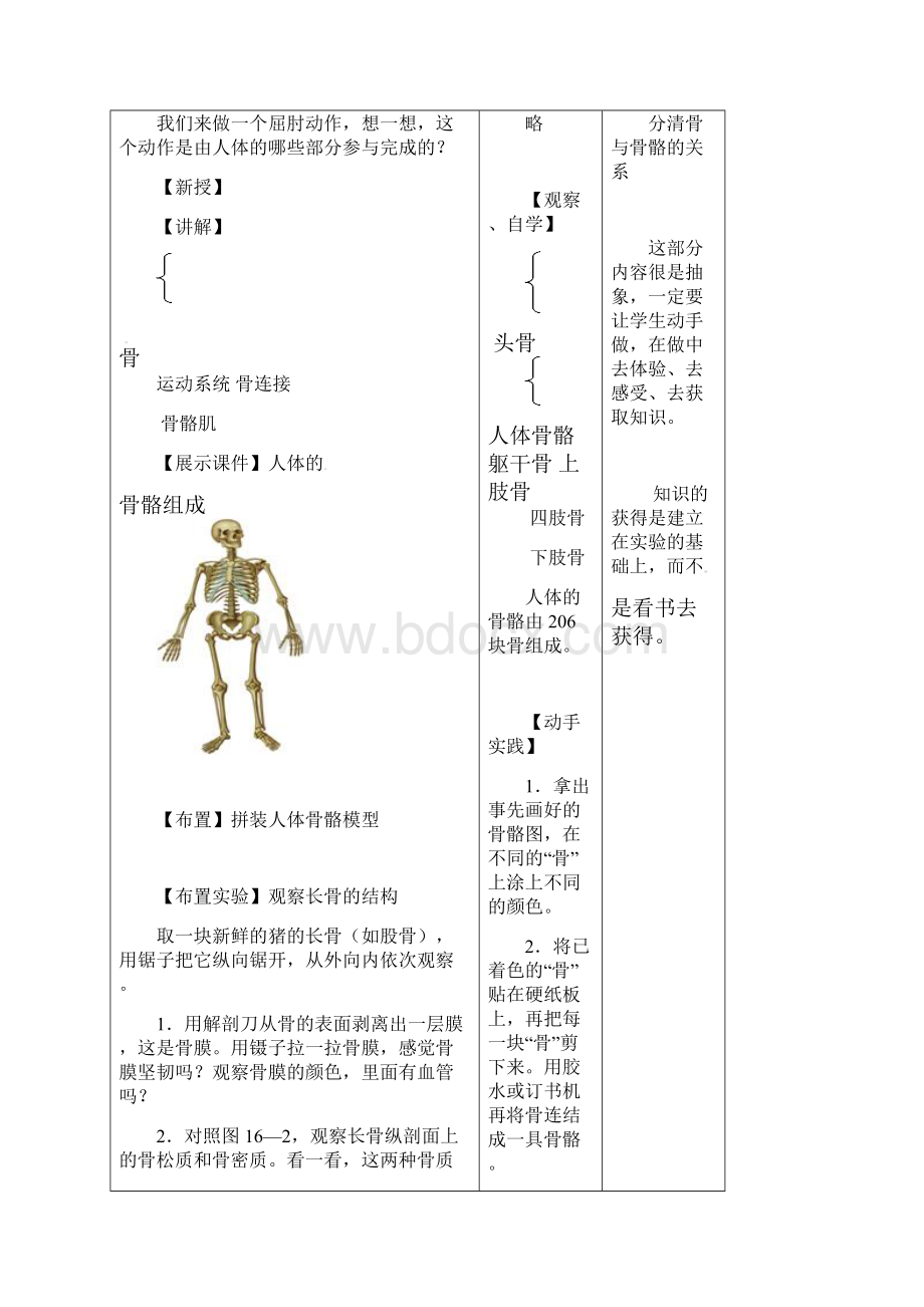 人体的支持与运动教案.docx_第2页