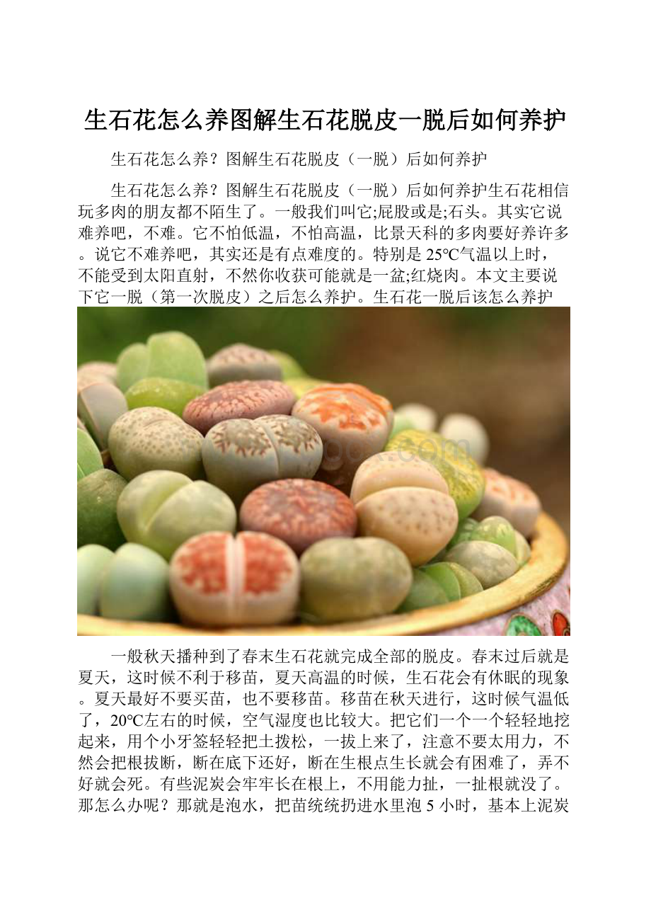 生石花怎么养图解生石花脱皮一脱后如何养护.docx