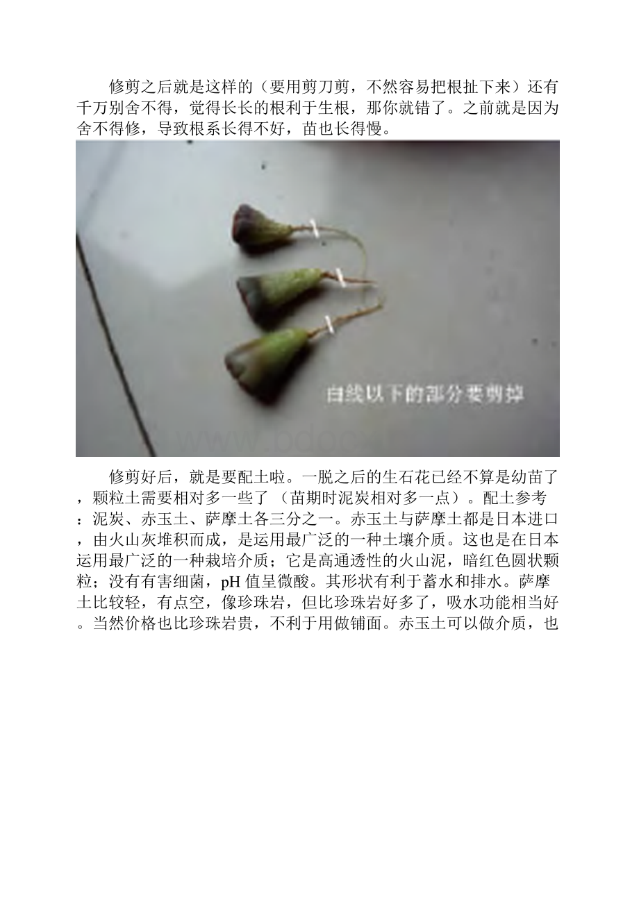 生石花怎么养图解生石花脱皮一脱后如何养护.docx_第3页